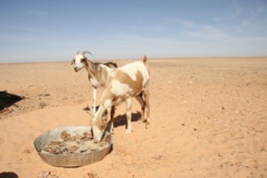 saharawi 09 (19)